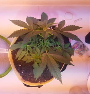 20220328_124853.jpg 20220328_124853.jpg