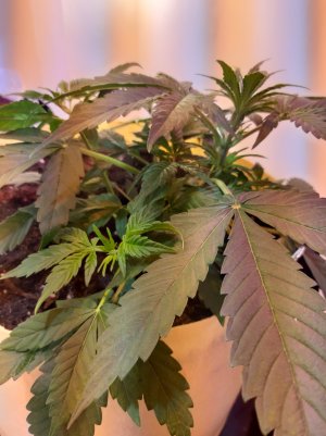 20220328_125258.jpg 20220328_125258.jpg