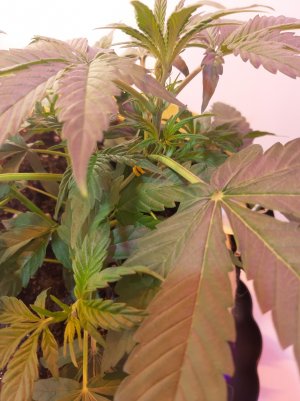 20220328_125315.jpg 20220328_125315.jpg