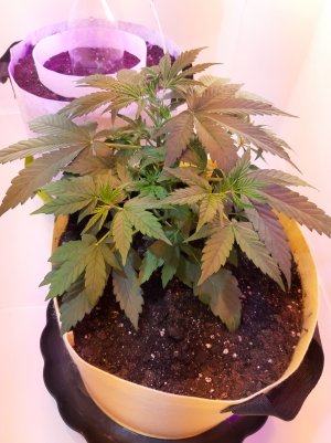 20220328_125400.jpg 20220328_125400.jpg