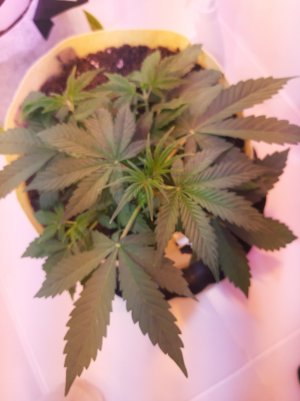 20220328_125333.jpg 20220328_125333.jpg