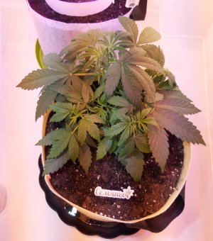 20220329_080937.jpg 20220329_080937.jpg