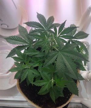 20220328_205750.jpg 20220328_205750.jpg