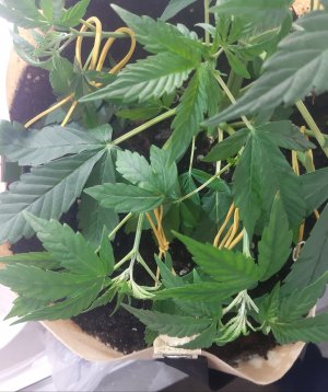 20220328_210023.jpg 20220328_210023.jpg