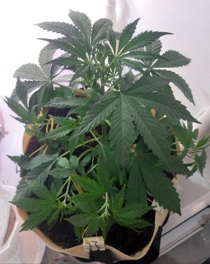 20220328_210006.jpg 20220328_210006.jpg