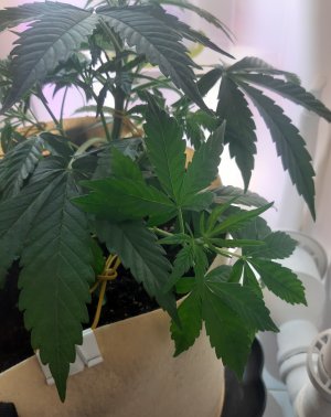 20220328_210115.jpg 20220328_210115.jpg