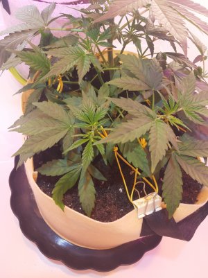 20220329_091952.jpg 20220329_091952.jpg