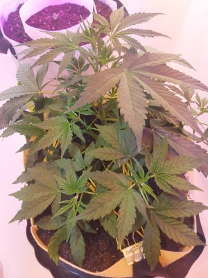 20220329_091914.jpg 20220329_091914.jpg