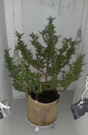 20220329_142447.jpg 20220329_142447.jpg