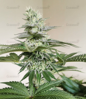 1648568017808.png 1648568017808.png