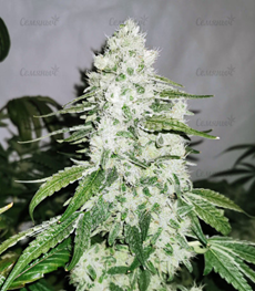 1648568157701.png 1648568157701.png