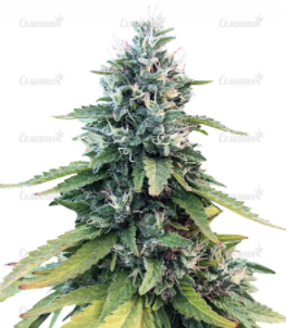 1648568236170.png 1648568236170.png