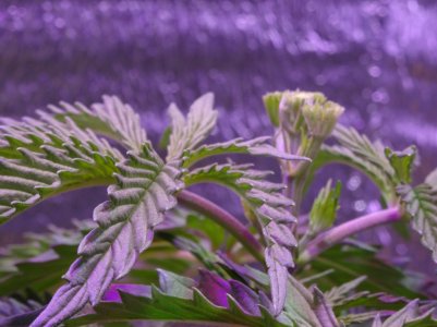 DSC00219.jpg DSC00219.jpg