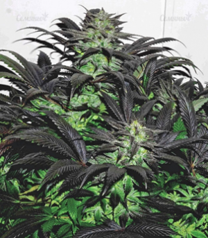 1648983746304.png 1648983746304.png