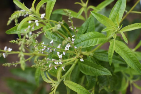 1731407489971.png 1731407489971.png