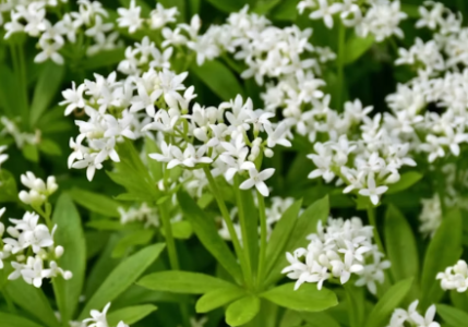 1731407693282.png 1731407693282.png