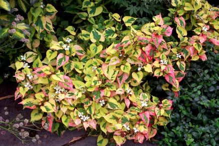 1731407713845.png 1731407713845.png