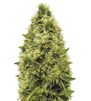 1731521847913.png 1731521847913.png