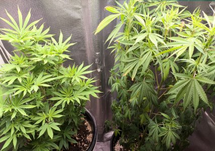 dllhost_bhNL2Oi6Xd.jpg dllhost_bhNL2Oi6Xd.jpg