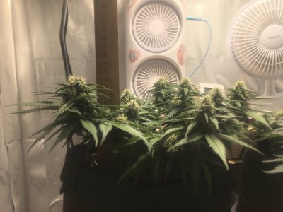 16.11 49 дней 7 неделя Соцветие и рост.jpg