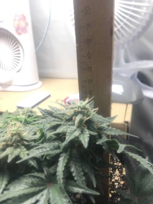 16.11 49 дней 7 неделя Соцветие и рост.jpg