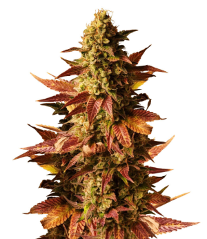 1732042449402.png 1732042449402.png