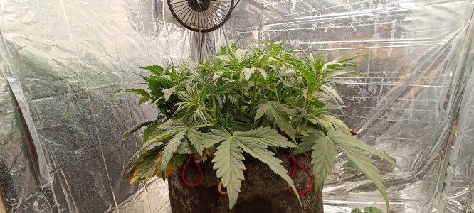 IMG_20241127_171409.jpg IMG_20241127_171409.jpg