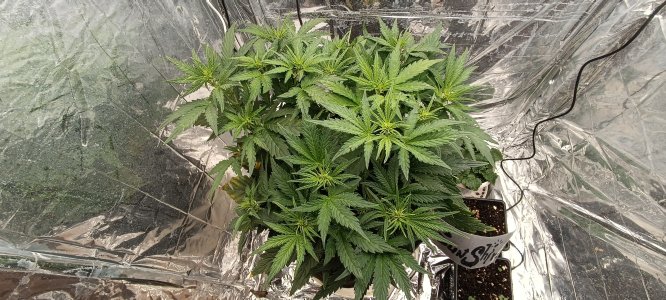 IMG_20241129_113125.jpg IMG_20241129_113125.jpg