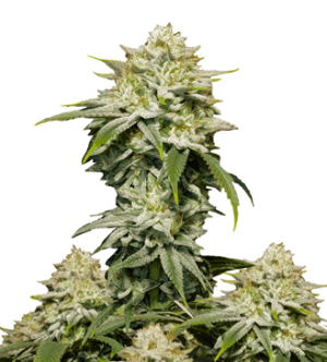 1732951502275.png 1732951502275.png