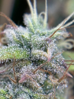 IMG_7813.jpeg IMG_7813.jpeg