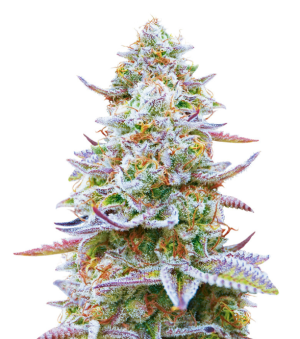 1733264548814.png 1733264548814.png