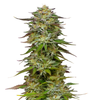 1733513287244.png 1733513287244.png