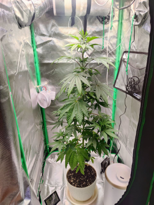 1733513308276.png 1733513308276.png