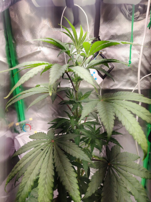 1733513344938.png 1733513344938.png