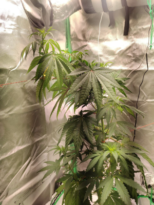 1733735883181.png 1733735883181.png