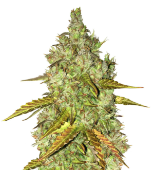 1734009594376.png 1734009594376.png