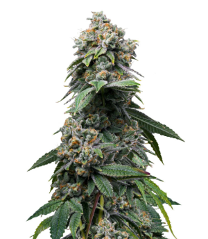 1734030969983.png 1734030969983.png