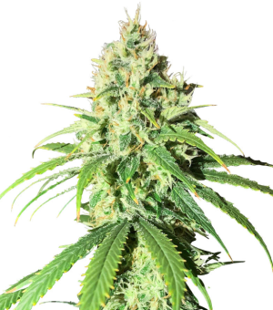 1734031044814.png 1734031044814.png