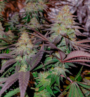 planet of the grapes.png