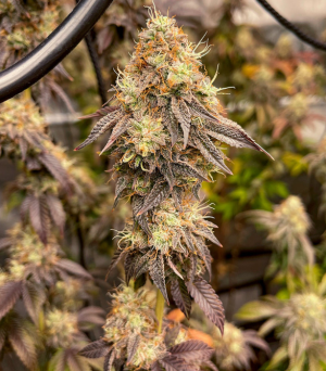 strawberry og cookies.png