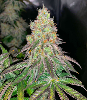 White Wedding RBX.png