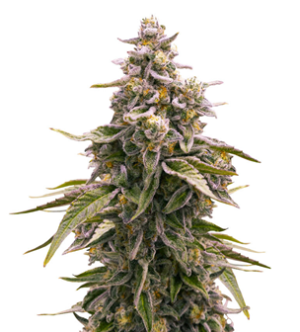 1734104333799.png 1734104333799.png