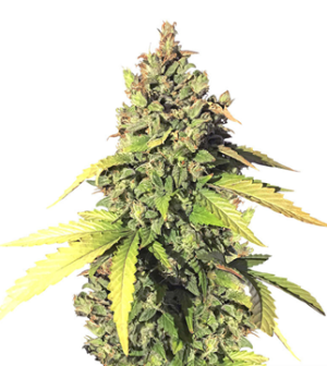 1734104339125.png 1734104339125.png