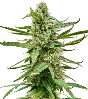 1734536936814.png 1734536936814.png