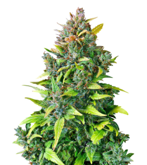 1734555000465.png 1734555000465.png