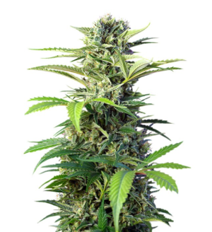 1734555054088.png 1734555054088.png