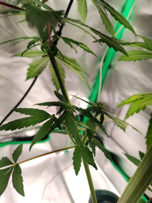 1734616644132.png 1734616644132.png