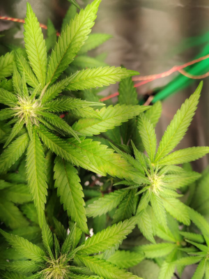 1734709977104.png 1734709977104.png