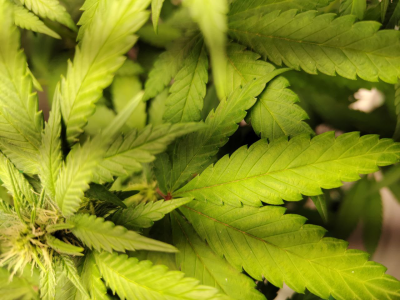 1734709994559.png 1734709994559.png