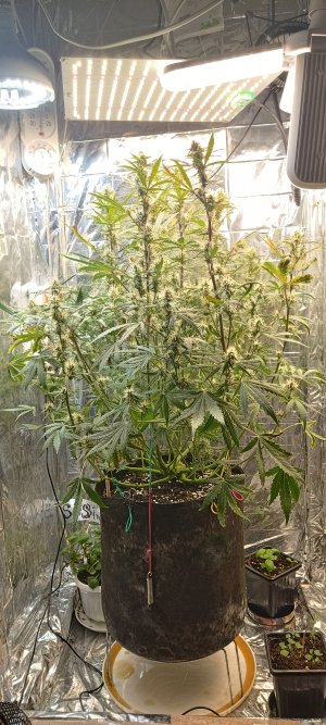 IMG_20241221_095939.jpg IMG_20241221_095939.jpg